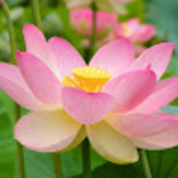 edenhai9